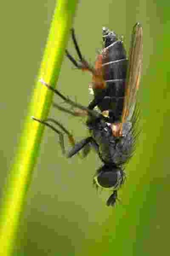 Pherbellia cinerella © James K. Lindsey