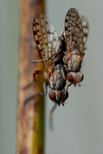 Pherbellia schoenherri &copy; James K. Lindsey