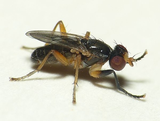 Pteromicra angustipennis &copy; <table style="width:100%; border:1px solid #aaa; background:#efd; text-align:center"><tbody><tr>
<td>
<a href="//commons.wikimedia.org/wiki/File:Aspitates_ochrearia.jpg" class="image"><img alt="Aspitates ochrearia.jpg" src="https://upload.wikimedia.org/wikipedia/commons/thumb/b/bc/Aspitates_ochrearia.jpg/55px-Aspitates_ochrearia.jpg" decoding="async" width="55" height="41" srcset="https://upload.wikimedia.org/wikipedia/commons/thumb/b/bc/Aspitates_ochrearia.jpg/83px-Aspitates_ochrearia.jpg 1.5x, https://upload.wikimedia.org/wikipedia/commons/thumb/b/bc/Aspitates_ochrearia.jpg/110px-Aspitates_ochrearia.jpg 2x" data-file-width="800" data-file-height="600"></a>
</td>
<td>This image is created by user <a rel="nofollow" class="external text" href="http://waarneming.nl/user/photos/19474">Dick Belgers</a> at <a rel="nofollow" class="external text" href="http://waarneming.nl/">waarneming.nl</a>, a source of nature observations in the Netherlands.
</td>
</tr></tbody></table>