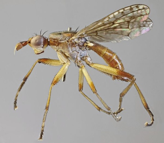 Dichetophora obliterata © <a rel="nofollow" class="external text" href="https://www.flickr.com/people/130093583@N04">Janet Graham</a>