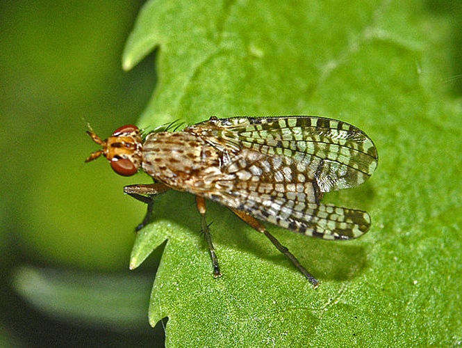 Euthycera chaerophylli &copy; <a href="//commons.wikimedia.org/wiki/User:Hectonichus" title="User:Hectonichus">Hectonichus</a>