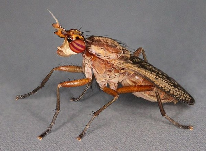 Euthycera fumigata &copy; <a rel="nofollow" class="external text" href="https://www.flickr.com/people/130093583@N04">Janet Graham</a>