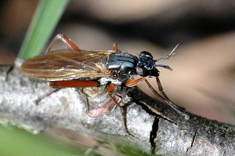 Sepedon sphegea © James K. Lindsey