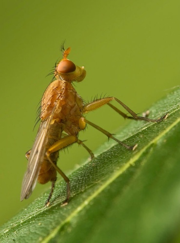 Tetanocera ferruginea © <a href="//commons.wikimedia.org/wiki/User:Richard_Bartz" title="User:Richard Bartz">Richard Bartz</a>