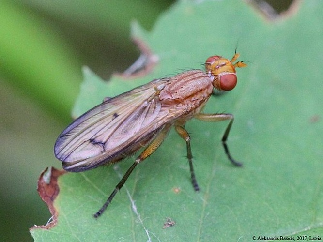 Tetanocera phyllophora &copy; <a href="//commons.wikimedia.org/wiki/User:AfroBrazilian" title="User:AfroBrazilian">AfroBrazilian</a>
