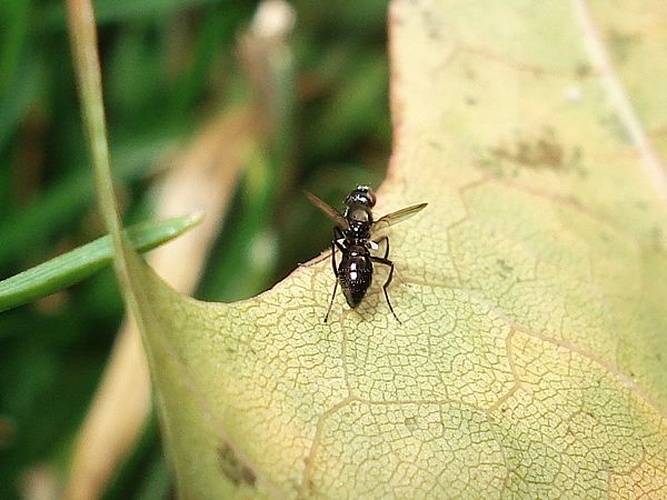 Nemopoda nitidula &copy; <a href="//commons.wikimedia.org/wiki/User:AfroBrazilian" title="User:AfroBrazilian">AfroBrazilian</a>