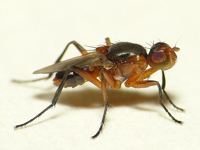 Saltella sphondylii &copy; <table style="width:100%; border:1px solid #aaa; background:#efd; text-align:center"><tbody><tr>
<td>
<a href="//commons.wikimedia.org/wiki/File:Aspitates_ochrearia.jpg" class="image"><img alt="Aspitates ochrearia.jpg" src="https://upload.wikimedia.org/wikipedia/commons/thumb/b/bc/Aspitates_ochrearia.jpg/55px-Aspitates_ochrearia.jpg" decoding="async" width="55" height="41" srcset="https://upload.wikimedia.org/wikipedia/commons/thumb/b/bc/Aspitates_ochrearia.jpg/83px-Aspitates_ochrearia.jpg 1.5x, https://upload.wikimedia.org/wikipedia/commons/thumb/b/bc/Aspitates_ochrearia.jpg/110px-Aspitates_ochrearia.jpg 2x" data-file-width="800" data-file-height="600"></a>
</td>
<td>This image is created by user <a rel="nofollow" class="external text" href="http://waarneming.nl/user/photos/19474">Dick Belgers</a> at <a rel="nofollow" class="external text" href="http://waarneming.nl/">waarneming.nl</a>, a source of nature observations in the Netherlands.
</td>
</tr></tbody></table>