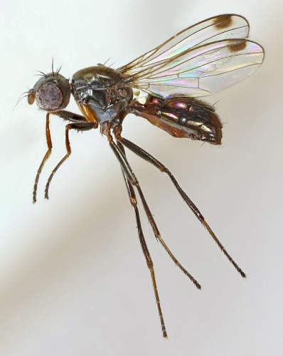 Sepsis orthocnemis &copy; <a rel="nofollow" class="external text" href="https://www.flickr.com/people/130093583@N04">Janet Graham</a>