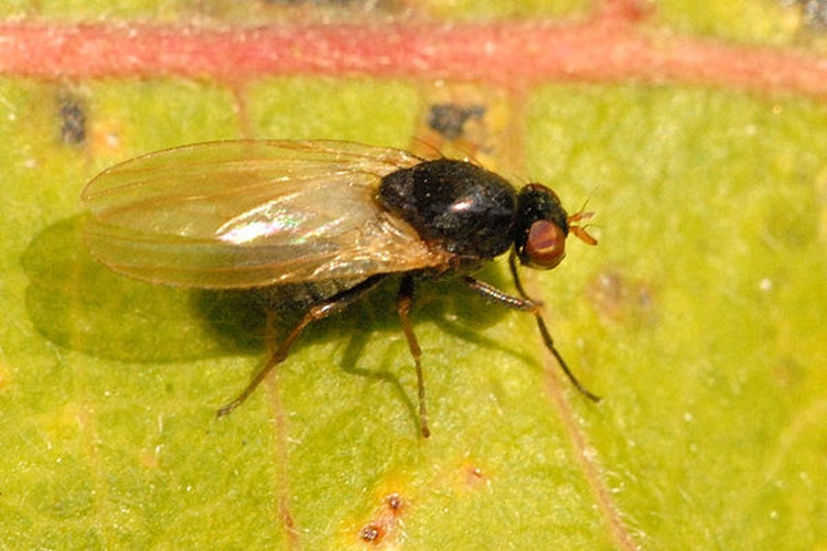 Calliopum simillimum © James K. Lindsey