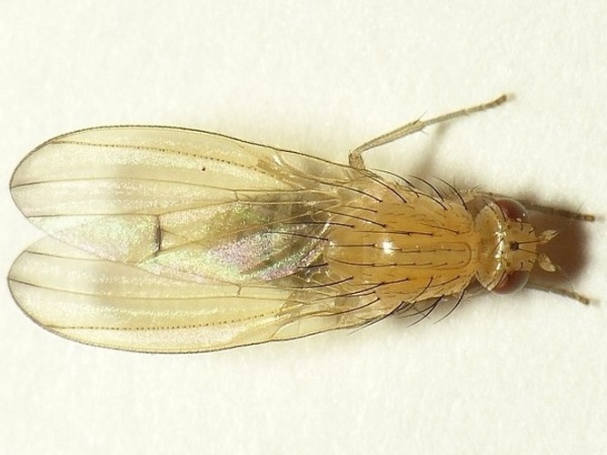 Tricholauxania praeusta © <table style="width:100%; border:1px solid #aaa; background:#efd; text-align:center"><tbody><tr>
<td>
<a href="//commons.wikimedia.org/wiki/File:Aspitates_ochrearia.jpg" class="image"><img alt="Aspitates ochrearia.jpg" src="https://upload.wikimedia.org/wikipedia/commons/thumb/b/bc/Aspitates_ochrearia.jpg/55px-Aspitates_ochrearia.jpg" decoding="async" width="55" height="41" srcset="https://upload.wikimedia.org/wikipedia/commons/thumb/b/bc/Aspitates_ochrearia.jpg/83px-Aspitates_ochrearia.jpg 1.5x, https://upload.wikimedia.org/wikipedia/commons/thumb/b/bc/Aspitates_ochrearia.jpg/110px-Aspitates_ochrearia.jpg 2x" data-file-width="800" data-file-height="600"></a>
</td>
<td>This image is created by user <a rel="nofollow" class="external text" href="http://waarneming.nl/user/photos/19474">Dick Belgers</a> at <a rel="nofollow" class="external text" href="http://waarneming.nl/">waarneming.nl</a>, a source of nature observations in the Netherlands.
</td>
</tr></tbody></table>