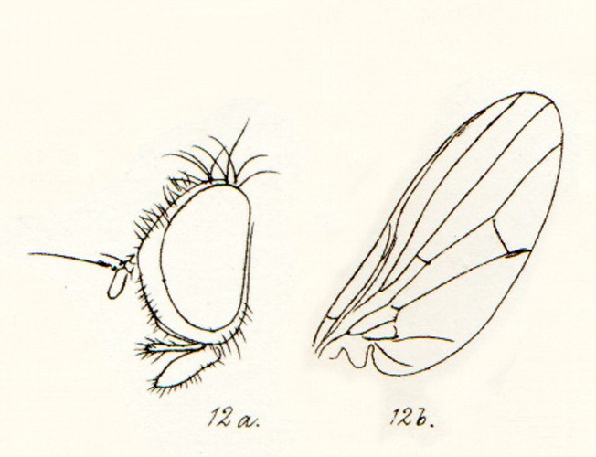Lonchaea chorea &copy; Francis Walker [Francis Walker (entomologist)<a class="external free" href="http://en.wikipedia.org/wiki/Francis_Walker_%28entomologist%29">http://en.wikipedia.org/wiki/Francis_Walker_%28entomologist%29</a>)])