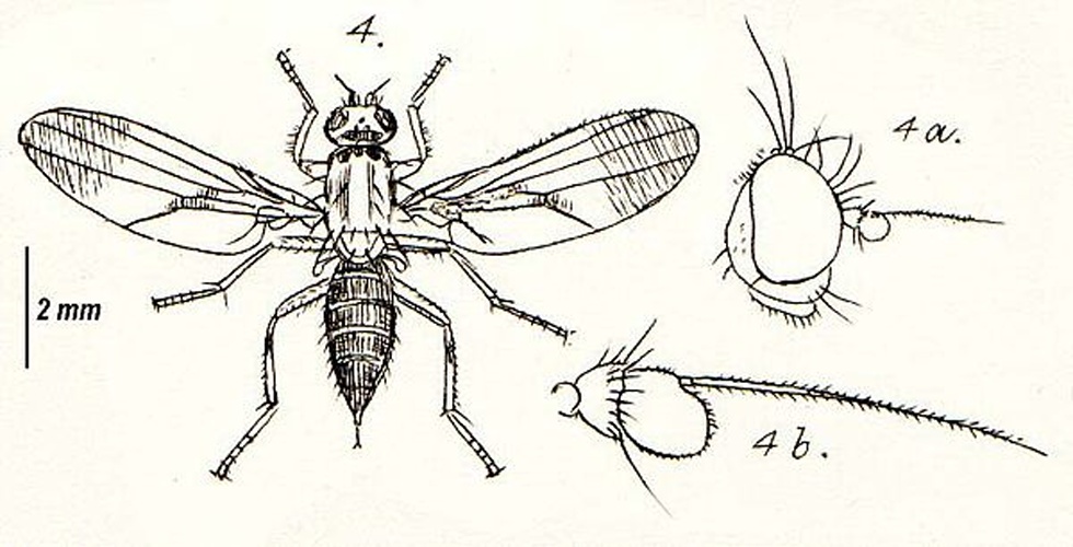 Clusiodes albimanus © Francis Walker (1809–1874)