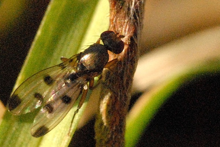 Geomyza tripunctata &copy; James K. Lindsey