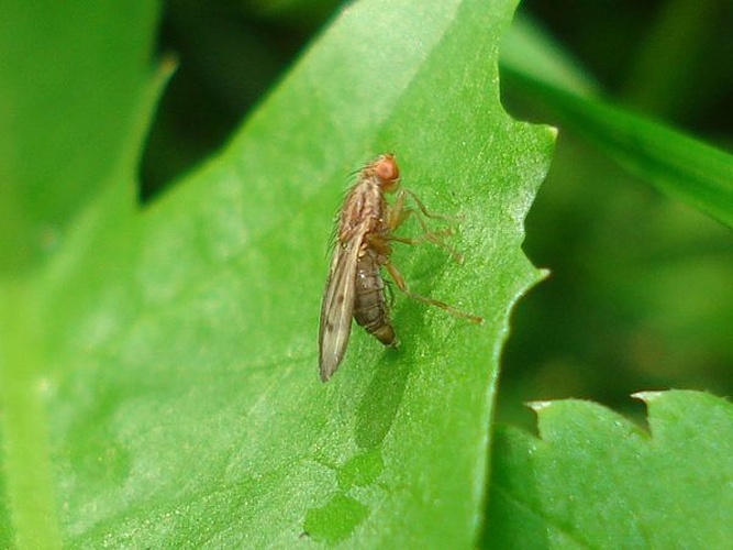 Opomyza germinationis &copy; <a href="//commons.wikimedia.org/wiki/User:Sanja565658" title="User:Sanja565658">Sanja565658</a>