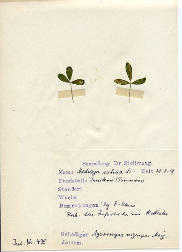 Agromyza nigripes © <a href="//commons.wikimedia.org/wiki/User:Klausrassinger" title="User:Klausrassinger">Klaus Rassinger</a> (Museum Wiesbaden)