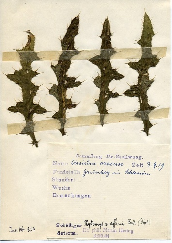 Phytomyza affinis © <a href="//commons.wikimedia.org/wiki/User:Klausrassinger" title="User:Klausrassinger">Klaus Rassinger</a> (Museum Wiesbaden)