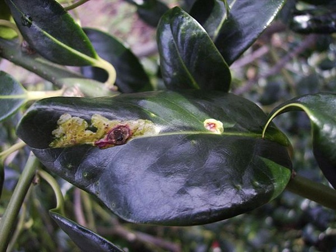 Holly leaf miner © No machine-readable author provided. <a href="//commons.wikimedia.org/wiki/User:TeunSpaans" title="User:TeunSpaans">TeunSpaans</a> assumed (based on copyright claims).