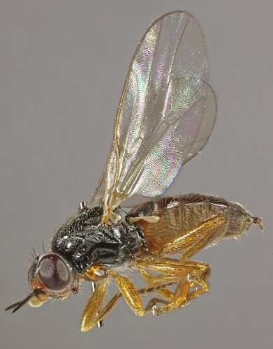 Elachiptera cornuta © <a rel="nofollow" class="external text" href="https://www.flickr.com/people/130093583@N04">Janet Graham</a>