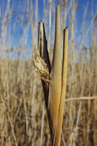 Lipara lucens &copy; Pellinger Attila