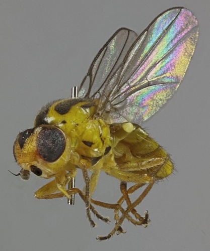 Chlorops calceatus &copy; <a rel="nofollow" class="external text" href="https://www.flickr.com/people/130093583@N04">Janet Graham</a>
