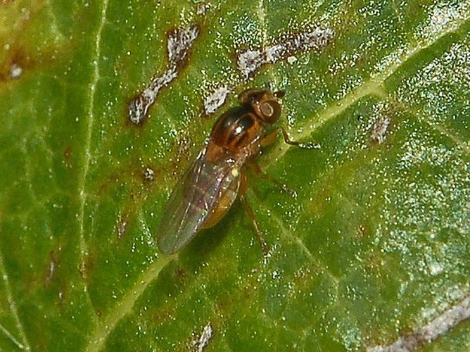 Thaumatomyia notata © <a href="//commons.wikimedia.org/wiki/User:Hectonichus" title="User:Hectonichus">Hectonichus</a>