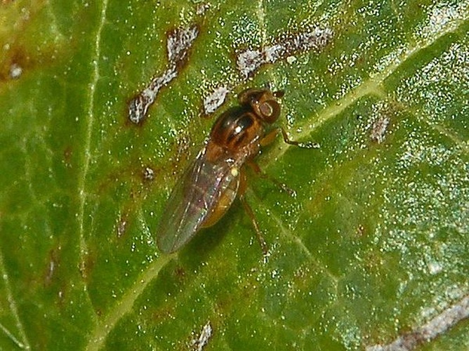 Thaumatomyia notata &copy; <a href="//commons.wikimedia.org/wiki/User:Hectonichus" title="User:Hectonichus">Hectonichus</a>