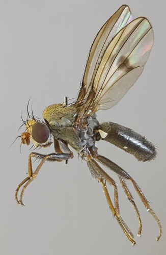 Diastata adusta &copy; <a rel="nofollow" class="external text" href="https://www.flickr.com/people/130093583@N04">Janet Graham</a>