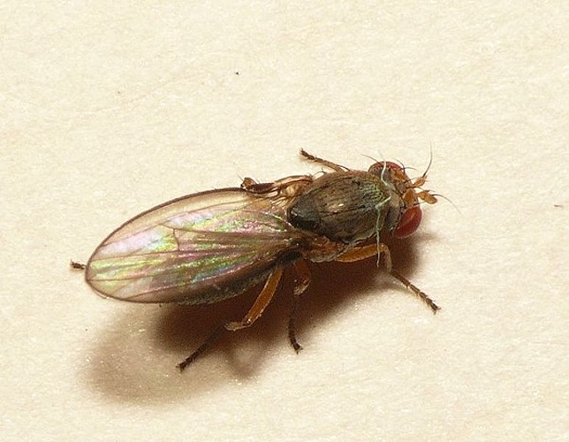 Diastata costata © <table style="width:100%; border:1px solid #aaa; background:#efd; text-align:center"><tbody><tr>
<td>
<a href="//commons.wikimedia.org/wiki/File:Aspitates_ochrearia.jpg" class="image"><img alt="Aspitates ochrearia.jpg" src="https://upload.wikimedia.org/wikipedia/commons/thumb/b/bc/Aspitates_ochrearia.jpg/55px-Aspitates_ochrearia.jpg" decoding="async" width="55" height="41" srcset="https://upload.wikimedia.org/wikipedia/commons/thumb/b/bc/Aspitates_ochrearia.jpg/83px-Aspitates_ochrearia.jpg 1.5x, https://upload.wikimedia.org/wikipedia/commons/thumb/b/bc/Aspitates_ochrearia.jpg/110px-Aspitates_ochrearia.jpg 2x" data-file-width="800" data-file-height="600"></a>
</td>
<td>This image is created by user <a rel="nofollow" class="external text" href="http://waarneming.nl/user/photos/19474">Dick Belgers</a> at <a rel="nofollow" class="external text" href="http://waarneming.nl/">waarneming.nl</a>, a source of nature observations in the Netherlands.
</td>
</tr></tbody></table>