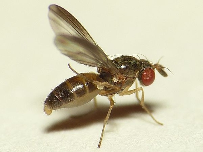 Campichoeta obscuripennis &copy; <table style="width:100%; border:1px solid #aaa; background:#efd; text-align:center"><tbody><tr>
<td>
<a href="//commons.wikimedia.org/wiki/File:Aspitates_ochrearia.jpg" class="image"><img alt="Aspitates ochrearia.jpg" src="https://upload.wikimedia.org/wikipedia/commons/thumb/b/bc/Aspitates_ochrearia.jpg/55px-Aspitates_ochrearia.jpg" decoding="async" width="55" height="41" srcset="https://upload.wikimedia.org/wikipedia/commons/thumb/b/bc/Aspitates_ochrearia.jpg/83px-Aspitates_ochrearia.jpg 1.5x, https://upload.wikimedia.org/wikipedia/commons/thumb/b/bc/Aspitates_ochrearia.jpg/110px-Aspitates_ochrearia.jpg 2x" data-file-width="800" data-file-height="600"></a>
</td>
<td>This image is created by user <a rel="nofollow" class="external text" href="http://waarneming.nl/user/photos/19474">Dick Belgers</a> at <a rel="nofollow" class="external text" href="http://waarneming.nl/">waarneming.nl</a>, a source of nature observations in the Netherlands.
</td>
</tr></tbody></table>