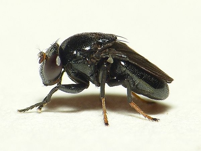 Discomyza incurva &copy; <table style="width:100%; border:1px solid #aaa; background:#efd; text-align:center"><tbody><tr>
<td>
<a href="//commons.wikimedia.org/wiki/File:Aspitates_ochrearia.jpg" class="image"><img alt="Aspitates ochrearia.jpg" src="https://upload.wikimedia.org/wikipedia/commons/thumb/b/bc/Aspitates_ochrearia.jpg/55px-Aspitates_ochrearia.jpg" decoding="async" width="55" height="41" srcset="https://upload.wikimedia.org/wikipedia/commons/thumb/b/bc/Aspitates_ochrearia.jpg/83px-Aspitates_ochrearia.jpg 1.5x, https://upload.wikimedia.org/wikipedia/commons/thumb/b/bc/Aspitates_ochrearia.jpg/110px-Aspitates_ochrearia.jpg 2x" data-file-width="800" data-file-height="600"></a>
</td>
<td>This image is created by user <a rel="nofollow" class="external text" href="http://waarneming.nl/user/photos/19474">Dick Belgers</a> at <a rel="nofollow" class="external text" href="http://waarneming.nl/">waarneming.nl</a>, a source of nature observations in the Netherlands.
</td>
</tr></tbody></table>