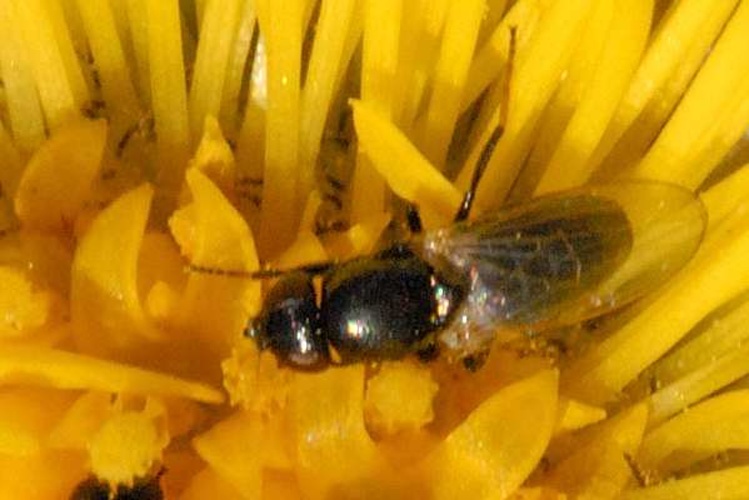 Psilopa nitidula &copy; James K. Lindsey