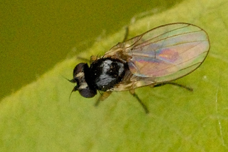 Hydrellia cardamines &copy; James K. Lindsey