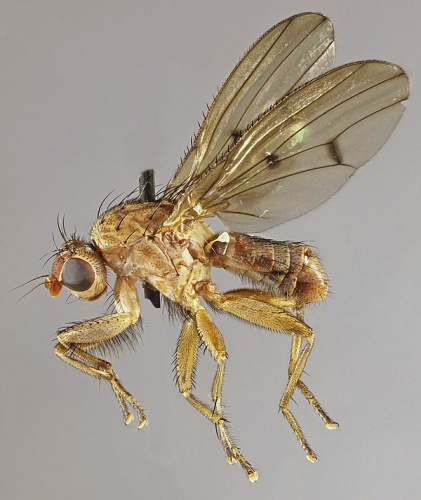 Suillia humilis © <a rel="nofollow" class="external text" href="https://www.flickr.com/people/130093583@N04">Janet Graham</a>