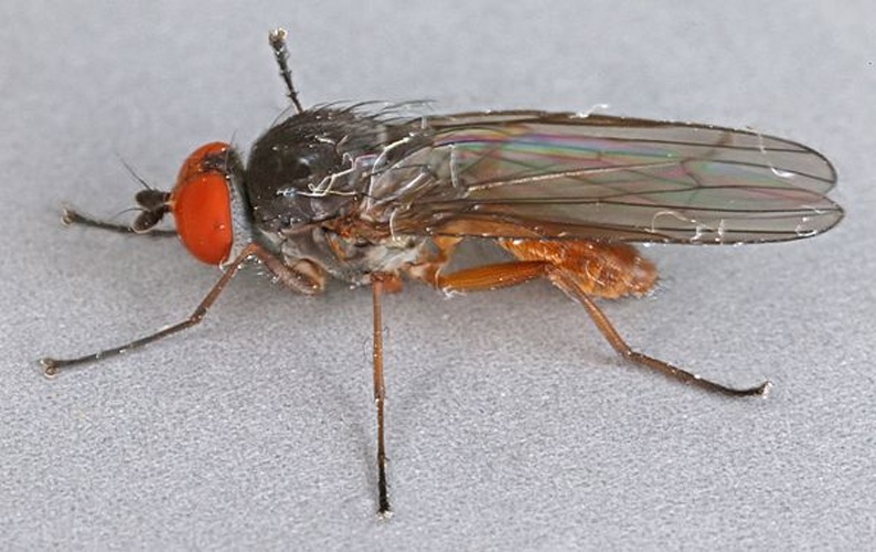 Heteromyza atricornis © <a rel="nofollow" class="external text" href="https://www.flickr.com/people/130093583@N04">Janet Graham</a>