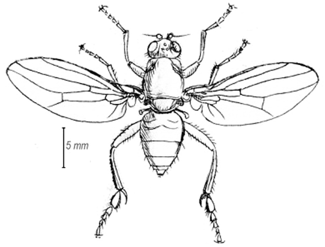 Sphaerocera curvipes © <a rel="nofollow" class="external text" href="https://archive.org/stream/insectabritannic02walkuoft#page/n321/mode/2up/search/Limosina">Walker, F. 1851-1856. Insecta Britannica: Diptera, Vols. 2. Plate XIV, p. 321. Lovell Reeve, London.</a>