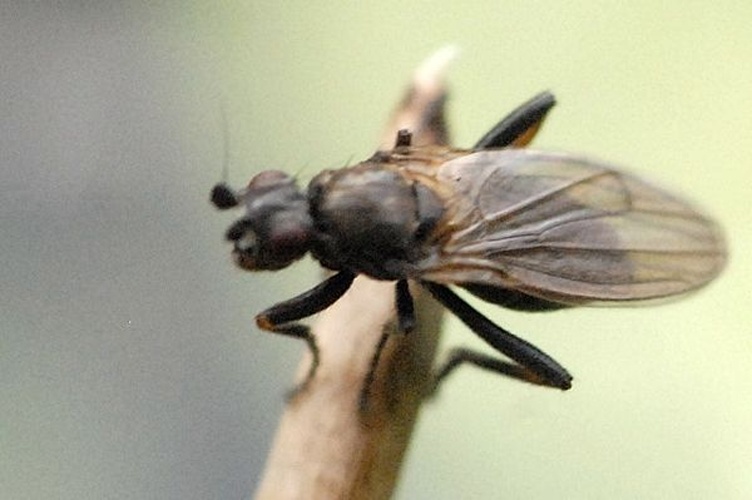 Copromyza stercoraria &copy; James K. Lindsey