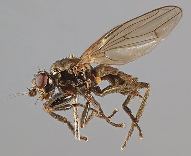 Lotophila atra &copy; <a rel="nofollow" class="external text" href="https://www.flickr.com/people/130093583@N04">Janet Graham</a>