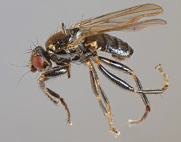 Crumomyia fimetaria &copy; <a rel="nofollow" class="external text" href="https://www.flickr.com/people/130093583@N04">Janet Graham</a>