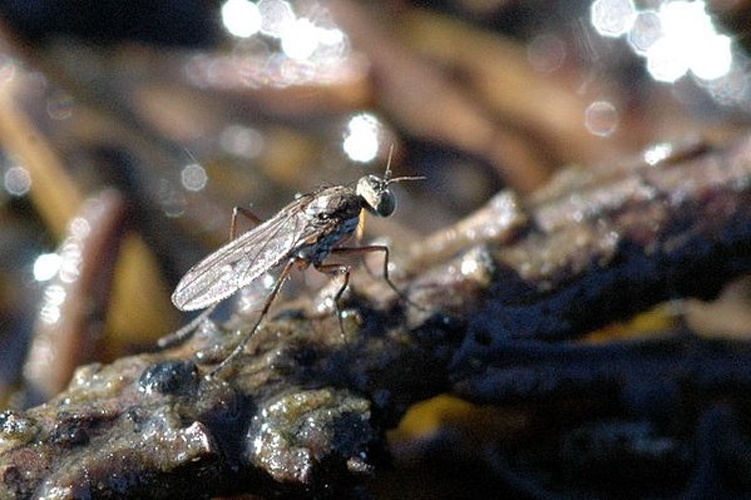 Crumomyia nitida © James K. Lindsey