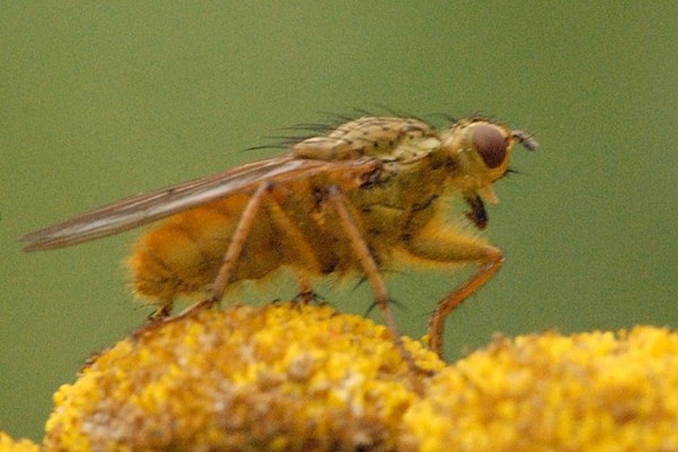 Scathophaga suilla &copy; James K. Lindsey