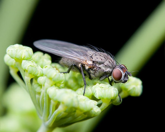 Adia cinerella © <a href="//commons.wikimedia.org/wiki/User:JJ_Harrison" title="User:JJ Harrison">JJ Harrison</a> (<a rel="nofollow" class="external free" href="https://www.jjharrison.com.au/">https://www.jjharrison.com.au/</a>)