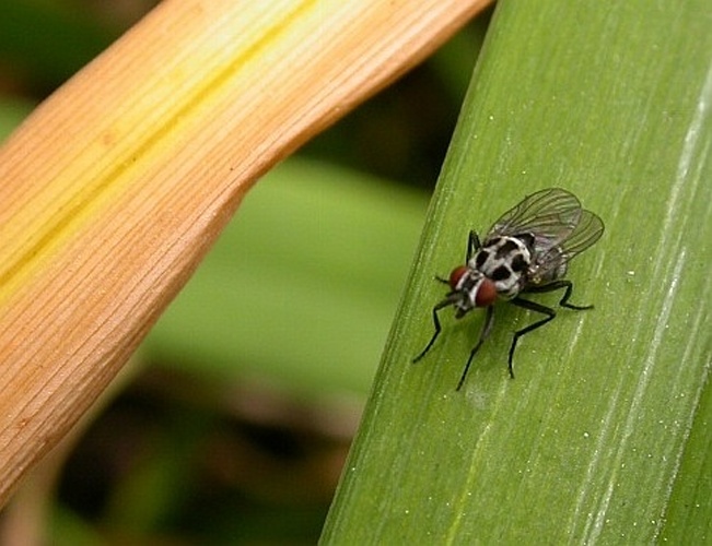 Anthomyia pluvialis © <a href="//commons.wikimedia.org/wiki/User:Jean-Jacques_MILAN" title="User:Jean-Jacques MILAN">Jean-Jacques MILAN</a>