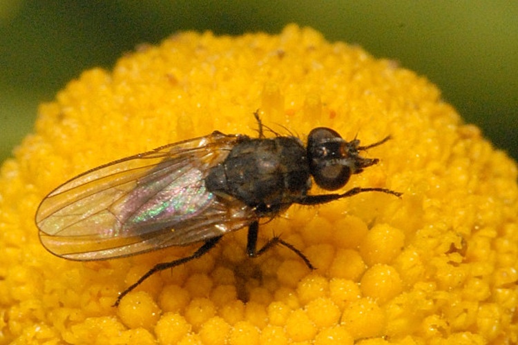 Botanophila fugax © James K. Lindsey