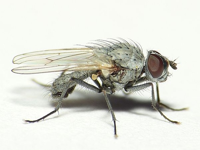 Delia albula © <table style="width:100%; border:1px solid #aaa; background:#efd; text-align:center"><tbody><tr>
<td>
<a href="//commons.wikimedia.org/wiki/File:Aspitates_ochrearia.jpg" class="image"><img alt="Aspitates ochrearia.jpg" src="https://upload.wikimedia.org/wikipedia/commons/thumb/b/bc/Aspitates_ochrearia.jpg/55px-Aspitates_ochrearia.jpg" decoding="async" width="55" height="41" srcset="https://upload.wikimedia.org/wikipedia/commons/thumb/b/bc/Aspitates_ochrearia.jpg/83px-Aspitates_ochrearia.jpg 1.5x, https://upload.wikimedia.org/wikipedia/commons/thumb/b/bc/Aspitates_ochrearia.jpg/110px-Aspitates_ochrearia.jpg 2x" data-file-width="800" data-file-height="600"></a>
</td>
<td>This image is created by user <a rel="nofollow" class="external text" href="http://waarneming.nl/user/photos/19474">Dick Belgers</a> at <a rel="nofollow" class="external text" href="http://waarneming.nl/">waarneming.nl</a>, a source of nature observations in the Netherlands.
</td>
</tr></tbody></table>