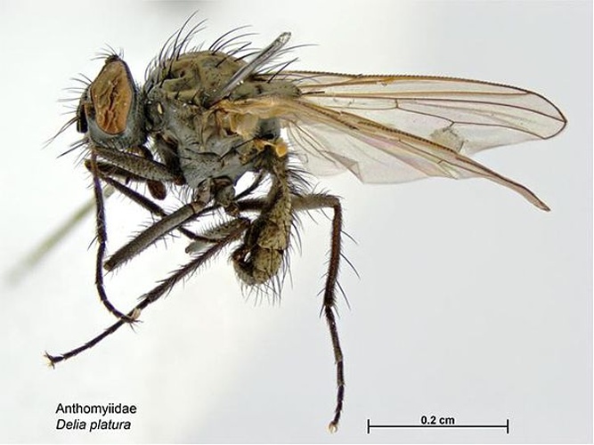 Delia platura &copy; Caroline Harding, MAF