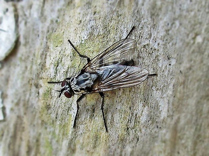 Eustalomyia histrio &copy; <a href="//commons.wikimedia.org/wiki/User:Bj.schoenmakers" title="User:Bj.schoenmakers">Bj.schoenmakers</a>