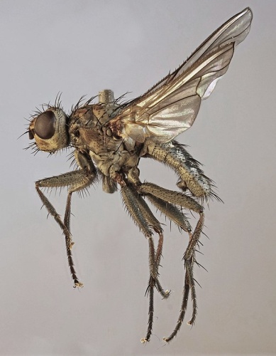 Fucellia tergina &copy; <a rel="nofollow" class="external text" href="https://www.flickr.com/people/130093583@N04">Janet Graham</a>