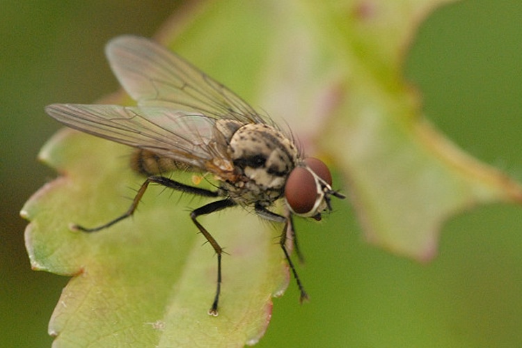 Hydrophoria lancifer &copy; James K. Lindsey