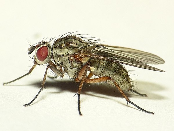 Hylemya vagans &copy; <table style="width:100%; border:1px solid #aaa; background:#efd; text-align:center"><tbody><tr>
<td>
<a href="//commons.wikimedia.org/wiki/File:Aspitates_ochrearia.jpg" class="image"><img alt="Aspitates ochrearia.jpg" src="https://upload.wikimedia.org/wikipedia/commons/thumb/b/bc/Aspitates_ochrearia.jpg/55px-Aspitates_ochrearia.jpg" decoding="async" width="55" height="41" srcset="https://upload.wikimedia.org/wikipedia/commons/thumb/b/bc/Aspitates_ochrearia.jpg/83px-Aspitates_ochrearia.jpg 1.5x, https://upload.wikimedia.org/wikipedia/commons/thumb/b/bc/Aspitates_ochrearia.jpg/110px-Aspitates_ochrearia.jpg 2x" data-file-width="800" data-file-height="600"></a>
</td>
<td>This image is created by user <a rel="nofollow" class="external text" href="http://waarneming.nl/user/photos/19474">Dick Belgers</a> at <a rel="nofollow" class="external text" href="http://waarneming.nl/">waarneming.nl</a>, a source of nature observations in the Netherlands.
</td>
</tr></tbody></table>