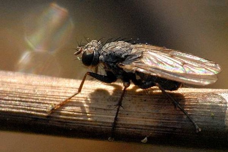 Emmesomyia socia &copy; James K. Lindsey